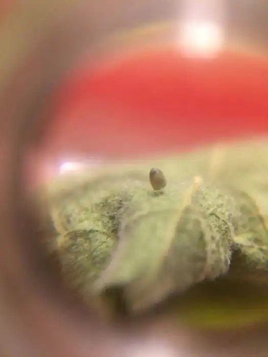 Жизненный цикл бабочки монарха