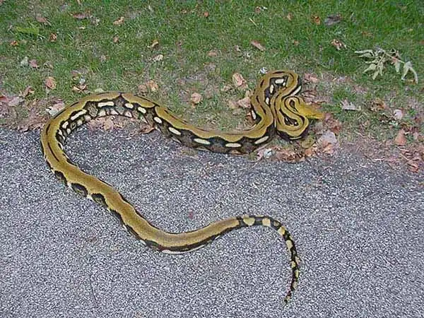 Покладистый питон Тигр в семье ветеринарного врача