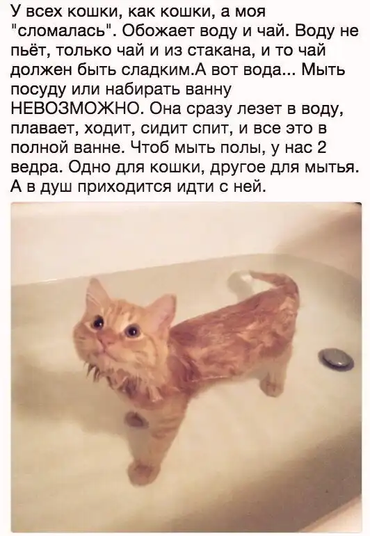 Смешные комментарии и высказывания из социальных сетей