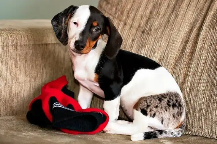 Вы не поверите, что окраска этих собак - настоящая!