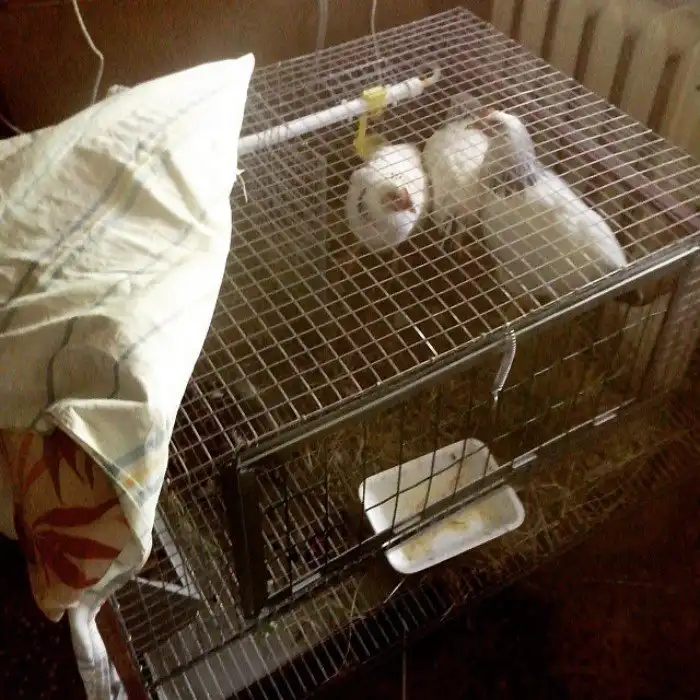 Они мечтают о собственном доме, но пока живут в тесных хрущевках