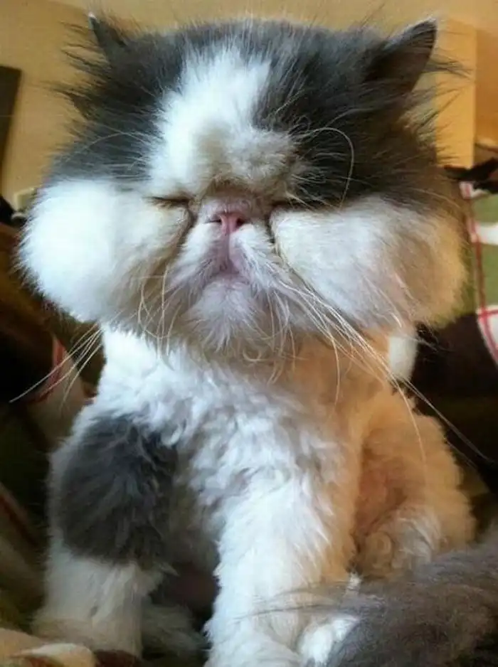 Расплата за любопытство: 30 котов, ужаленных пчелами и осами