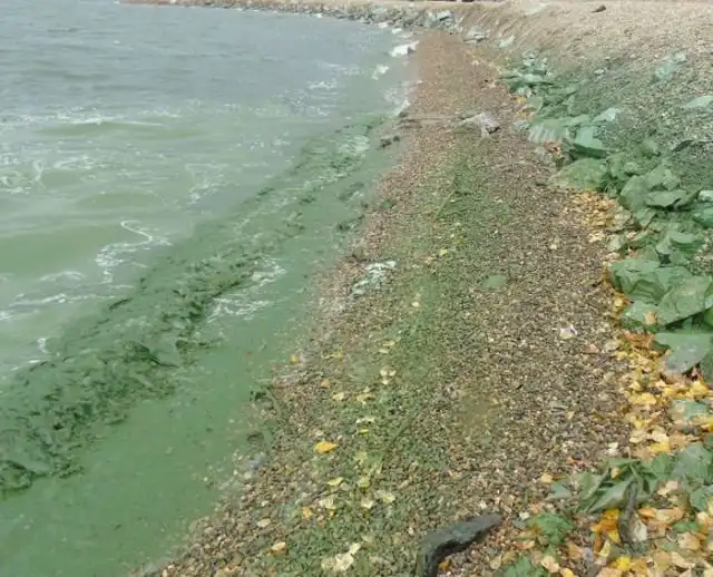 Черноисточинское водохранилище под Нижним Тагилом стало зеленым