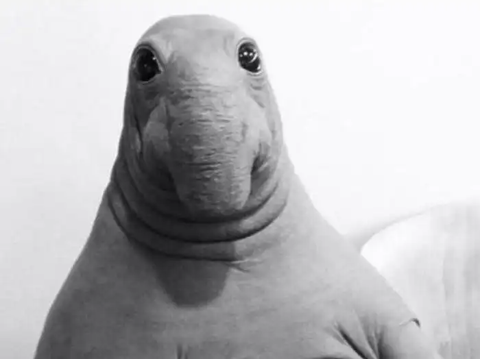 Ждун, "потому что у меня лапки" и другие самые популярные мемы 2017 года