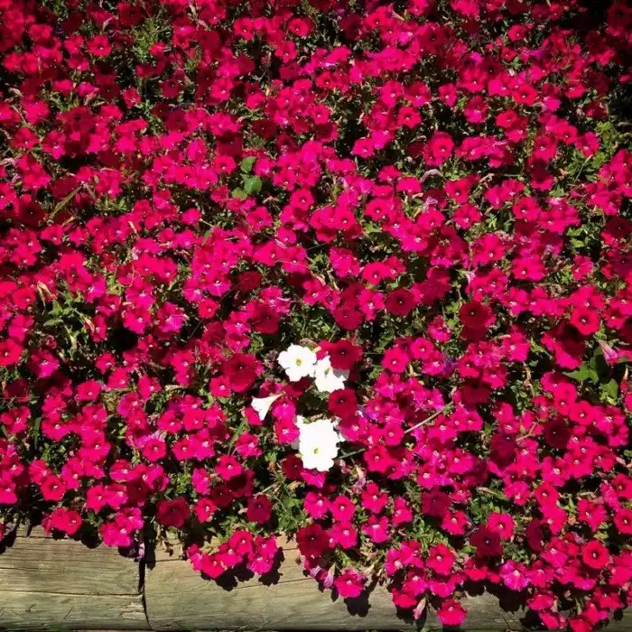 Тот самый пост, в котором удалось посеять лишь хаос