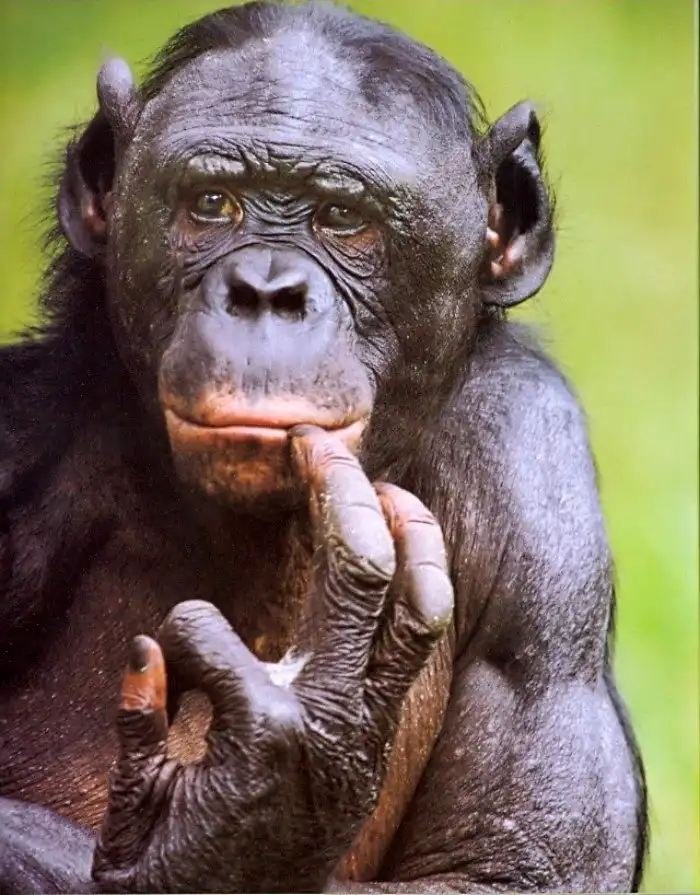 Бонобо
