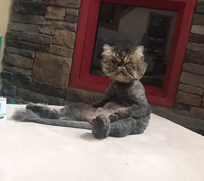 Эти коты - уже почти люди