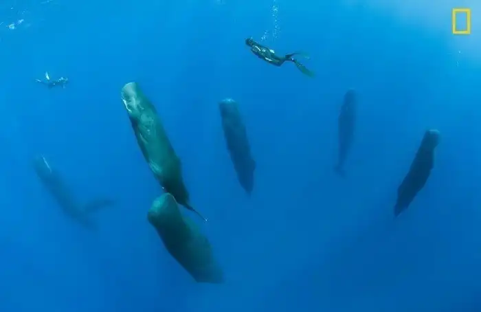 Фотоконкурс National Geographic "Фотограф года": лучшие в мире снимки живой природы