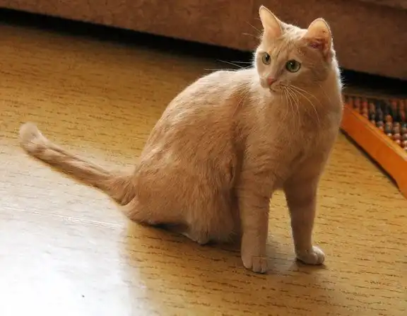 Отдам кошечку