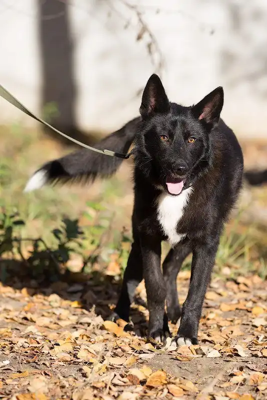 В поисках любящего хозяина