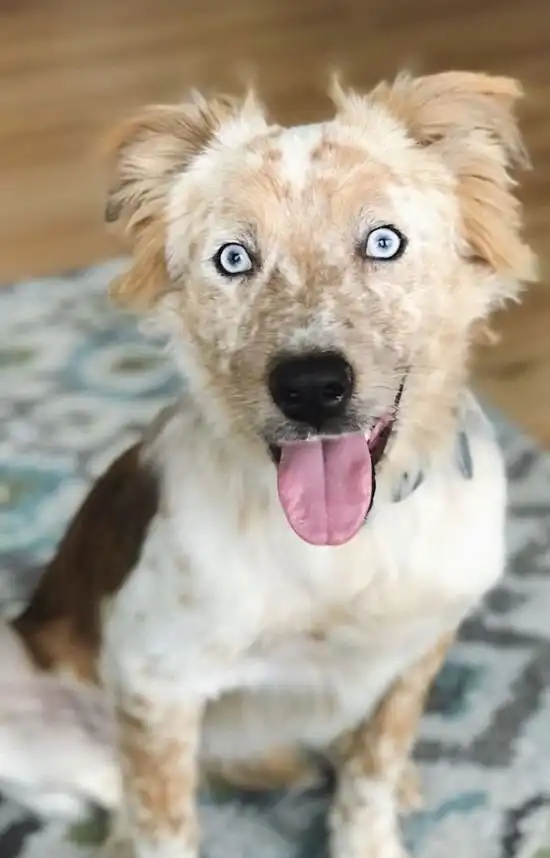 Преображение собаки, которую забрали из приюта