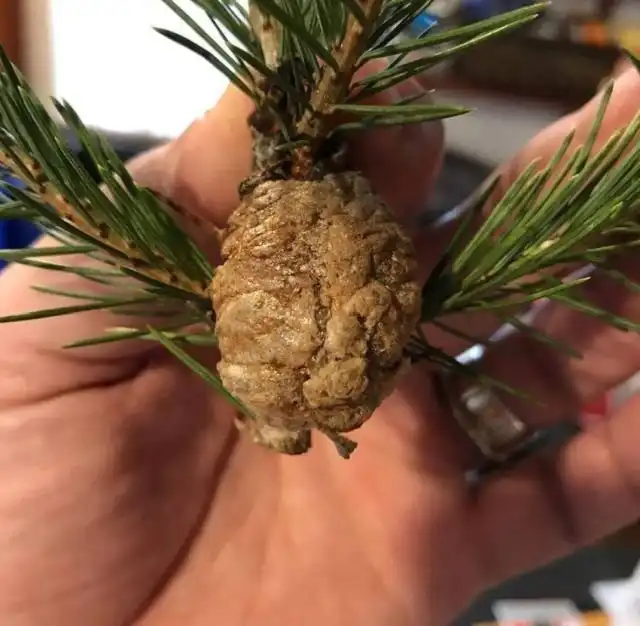 Американец принял странный нарост на елке за шишку