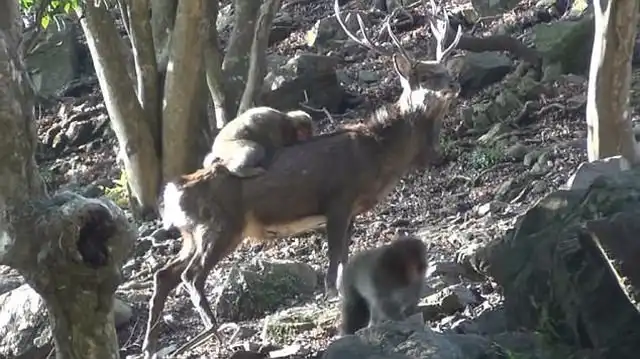 В Японии самки макак стали выбирать оленей в качестве сексуальных партнеров