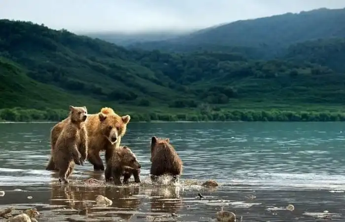 Фотограф воспользовался шансом поближе познакомиться с медвежьим семейством