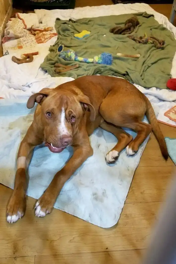 История собаки, чей характер такой же необычный, как и мордочка