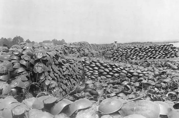 Зачем медикам нужна голубая кровь мечехвостов?