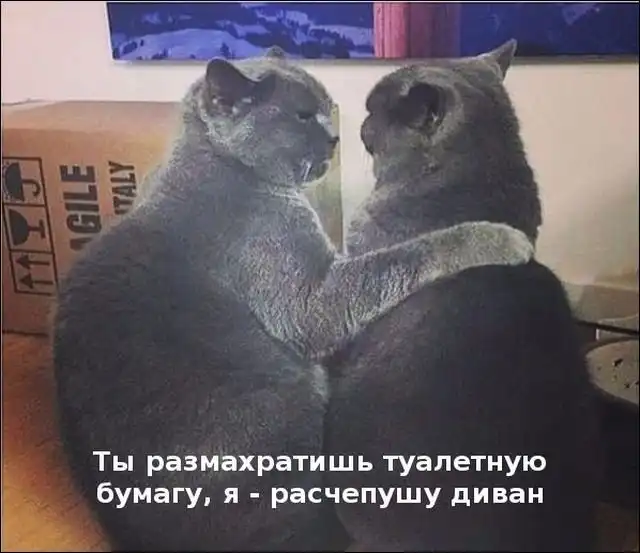 Смешные картинки с подписями