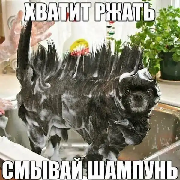 Смешные картинки с надписями