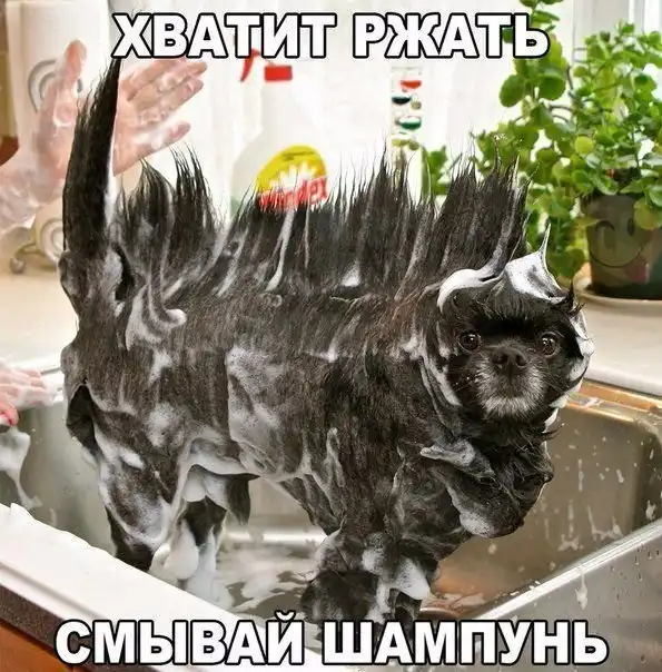 Прикольные картинки с текстом