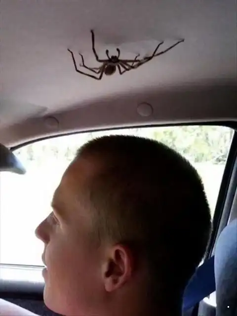 Автовсячина