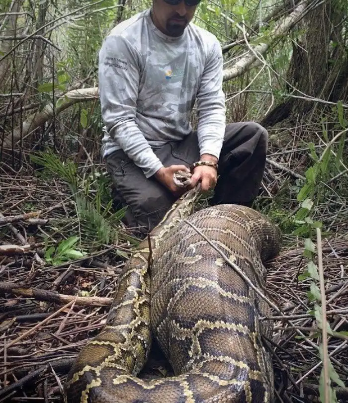 Питон попытался заглотить добычу больше себя