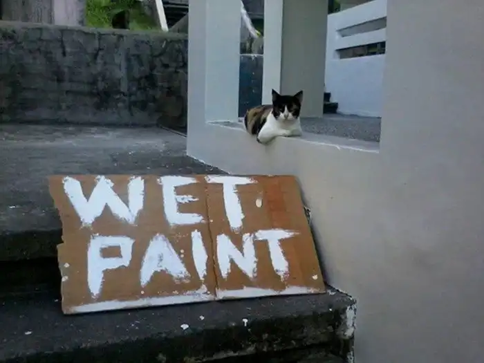 15 типичных манер поведения кошек, которые смешат и раздражают одновременно