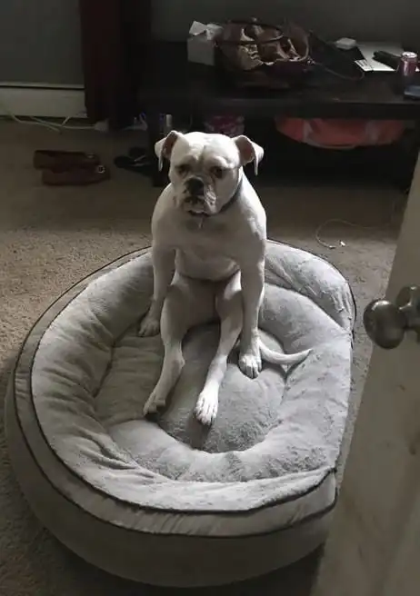 Собаки, которые в прошлой жизни явно были людьми