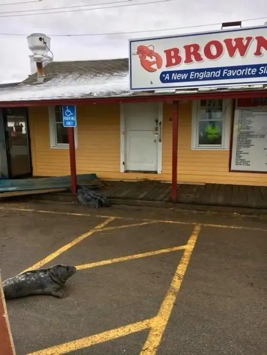 Спасение маленького тюленя