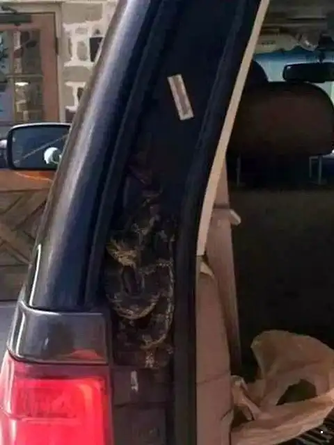 Автовсячина