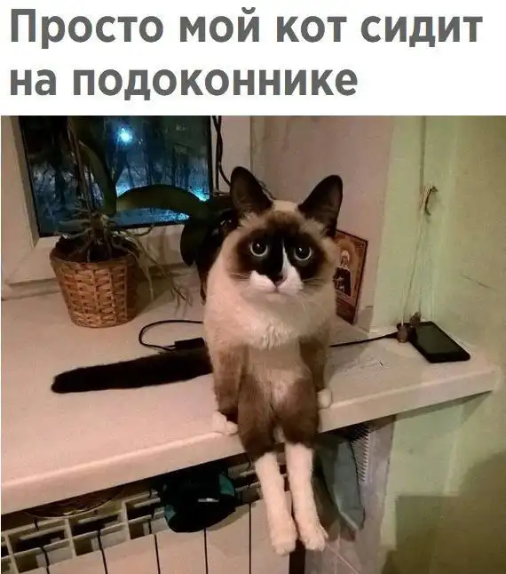 Смешные картинки с подписями