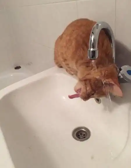 Картинки всяческие. 20 апреля 2018.