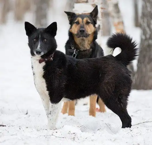 В поисках любящего хозяина