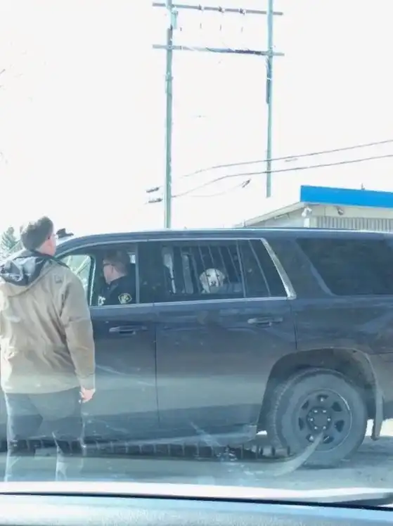 Картинки всяческие. 21 апреля 2018.