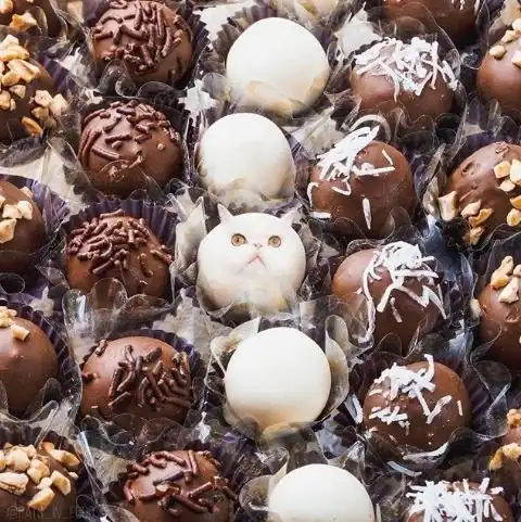 Художница соединяет в фотошопе несовместимое — еду и котиков. Получается странно, но мило