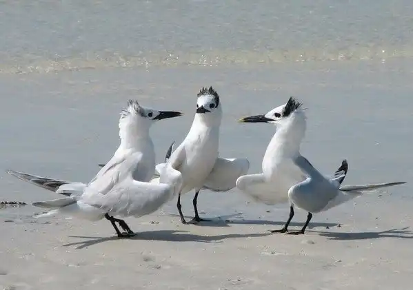 Картинки всяческие. 29 апреля 2018.