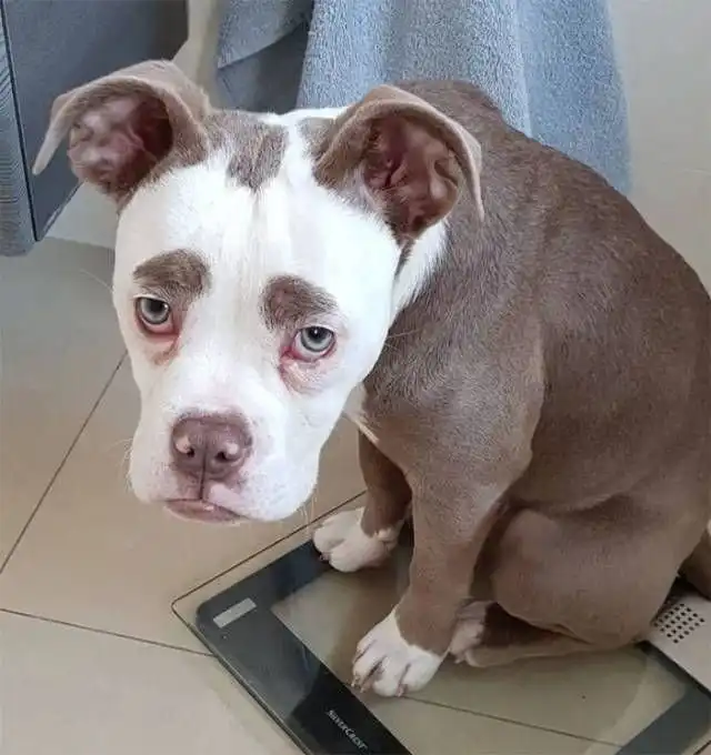 Собака с нахмуренными "бровями" покоряет интернет