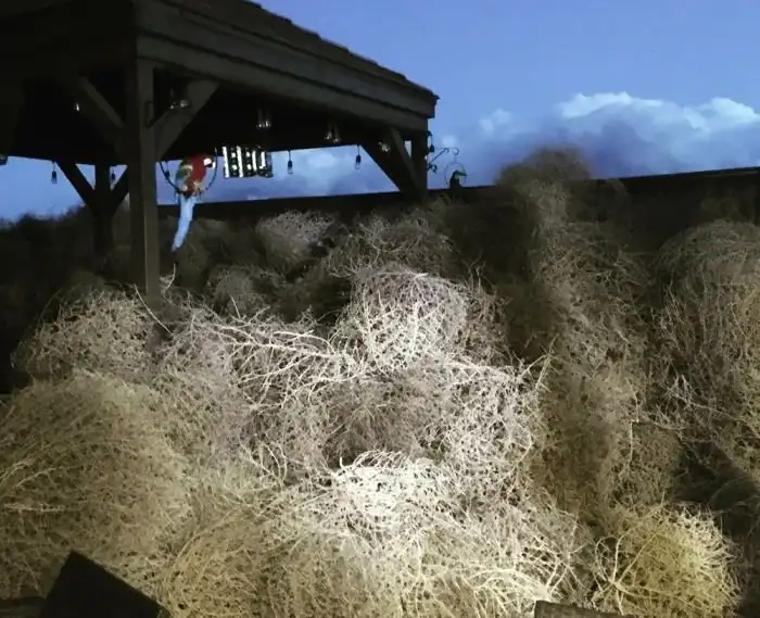 Настоящее нашествие перекати-поле в США