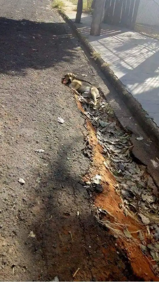 Картинки всяческие. 10 мая 2018.