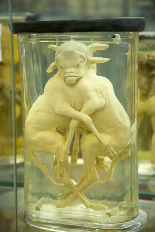 Картинки всяческие. 12 мая 2018.