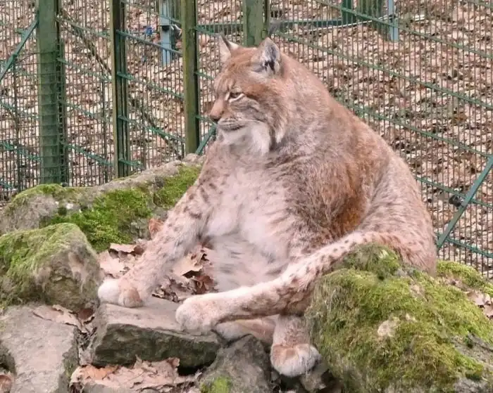 Руфус - самая толстая и счастливая рысь Германии