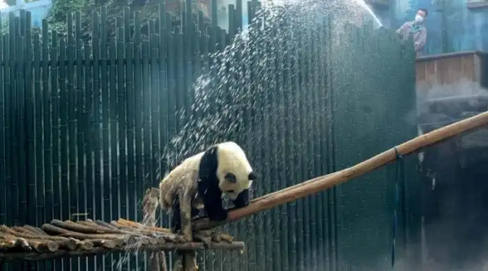 Душ для больших панд в жаркий пекинский день