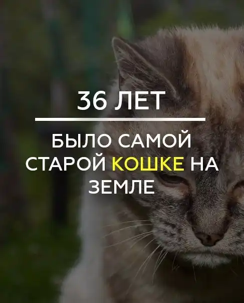 Краткие факты