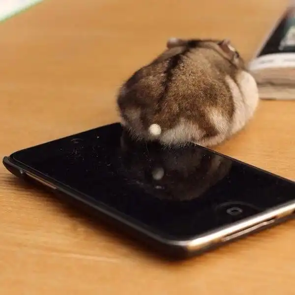 Хомячьи попы - новое милейшее средство для поднятия настроения