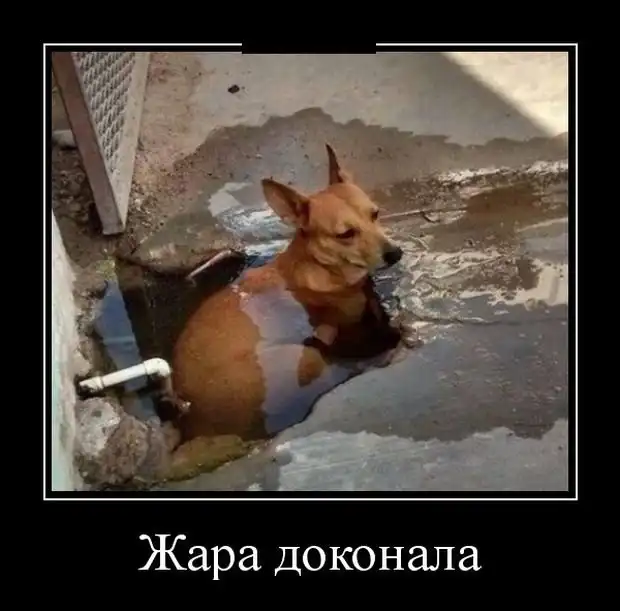 Демотиваторы