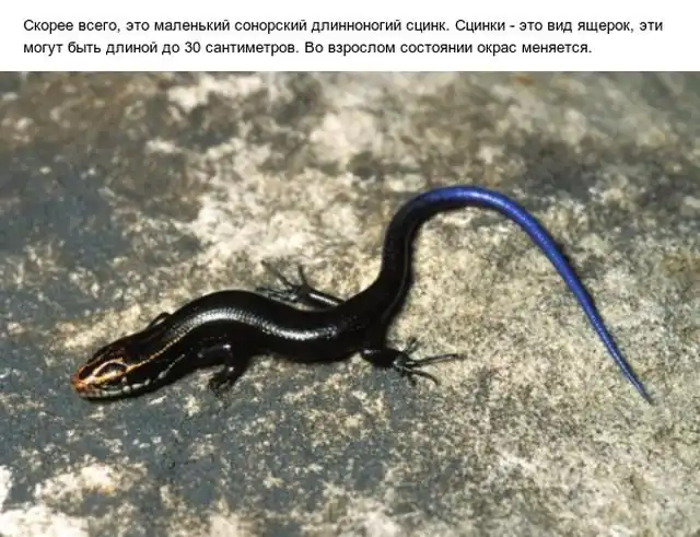 Необычные вещи, которые озадачили пользователей сети