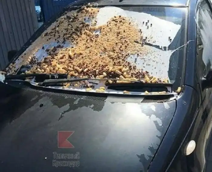 Жестокое наказание за неправильную парковку в Краснодаре