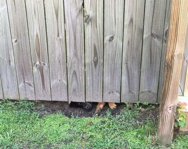 "Шпионы" за забором на соседском участке