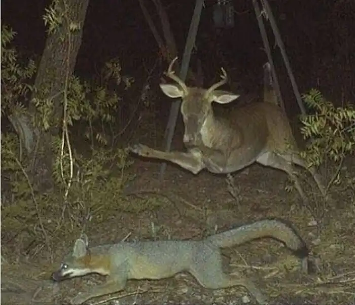 Странные снимки животных, сделанные при помощи фотоловушек