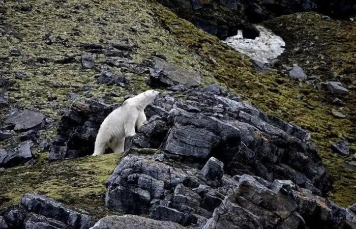Белых медведей губит глобальное потепление: фотосвидетельства