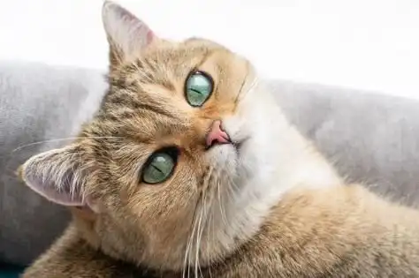 Хозяйка четырех хитрых котов рисует комиксы о жизни с ними